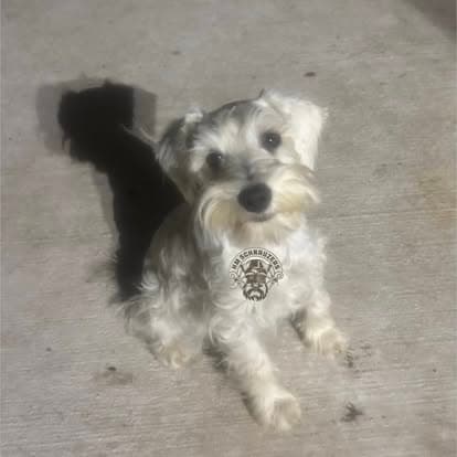 Schnauzer at Hamm Mercy's Schnauzers