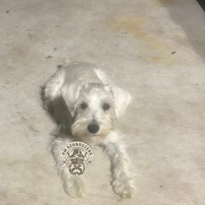 White Schnauzer puppy lying down