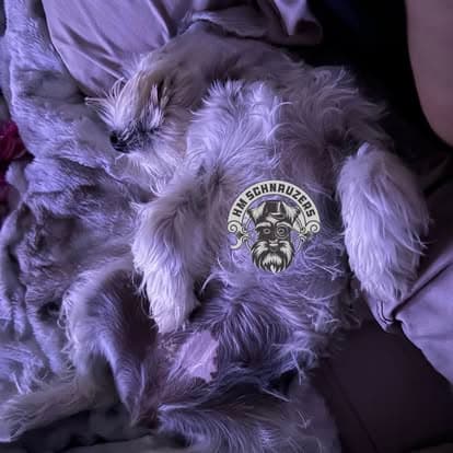 Schnauzer puppy resting