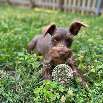 Chocolate Schnauzer puppy in the grass